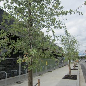 New trees planted along sidewalk